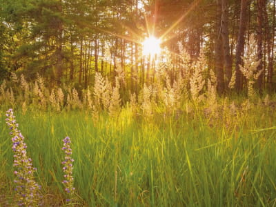 Fototapete Sommersonniger Wald
