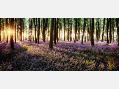 Fototapete Lavendel im Wald