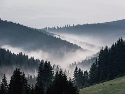 Fototapete Gebirgswaldnebel