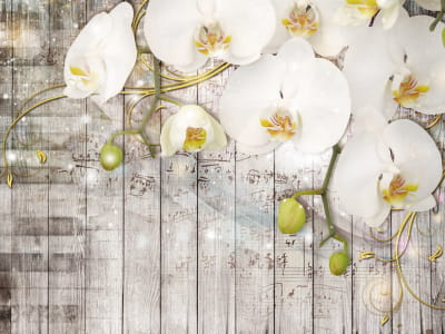 Fototapete Magische Orchideen