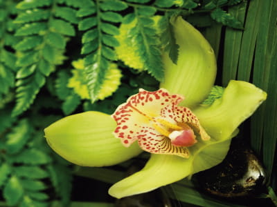 Fototapete Grüne Orchideenblüte