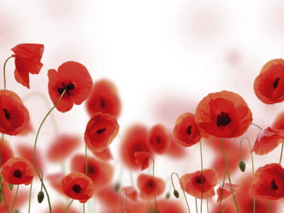 Fototapete Rote Mohnblumen auf weißem Hintergrund