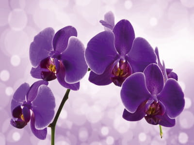 Fototapete Der Glanz einer lila Orchidee