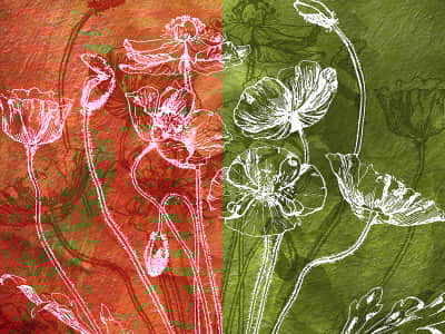 Fototapete Mohnblumen zeichnen