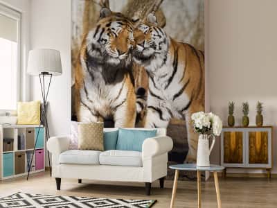 Fototapete Ein paar Tiger