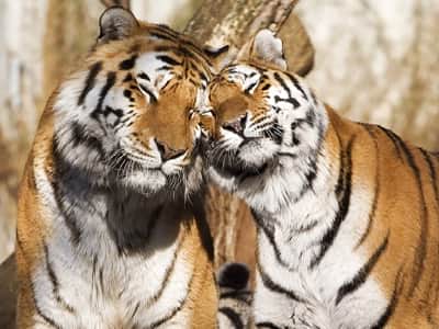 Fototapete Ein paar Tiger