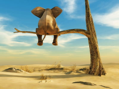 Fototapete Elefant auf einem Baum
