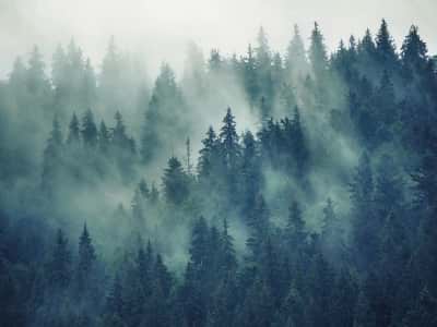 Fototapete Fichte im Nebel