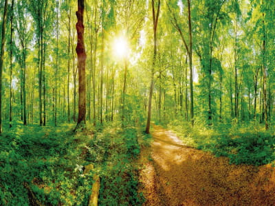 Fototapete Unberührter Wald