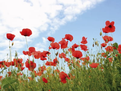 Fototapete Wunderschöne rote Mohnblumen