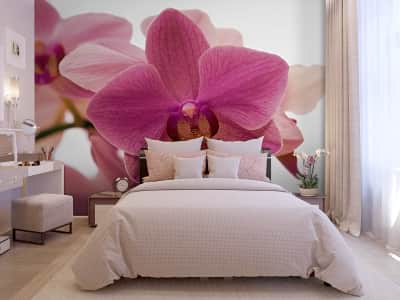 Fototapete Zarte Orchideenblüte