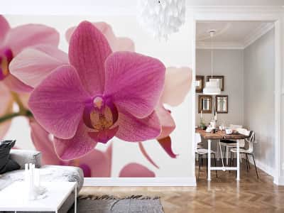 Fototapete Zarte Orchideenblüte