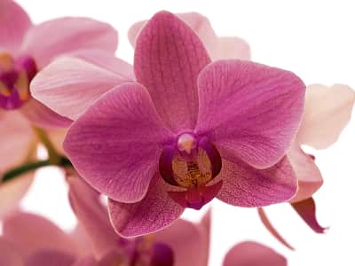 Fototapete Zarte Orchideenblüte