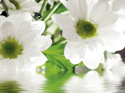 Fototapete Schneeweiße Blumen im Wasser