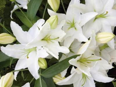 Fototapete Große weiße Lilien