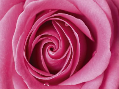 Fototapete Volumetrische rosa Rose