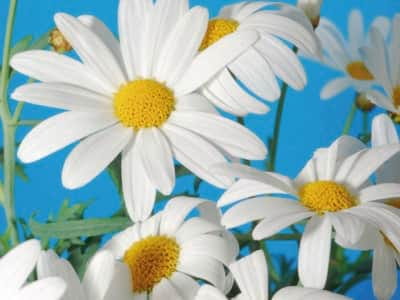 Fototapete Wunderschöne weiße Gänseblümchen