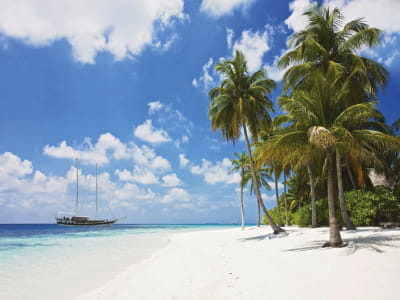 Fototapete Hohe Palmen am Strand
