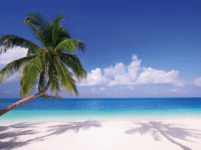 Fototapete Grüne Palme am Strand