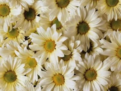 Fototapete Chrysanthemen
