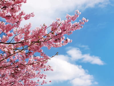 Fototapete Sakura gegen den Himmel