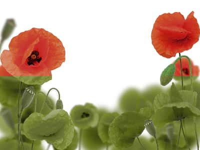Fototapete Mohnblumen auf weißem Hintergrund