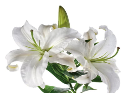 Fototapete Wunderschöne weiße Lilien