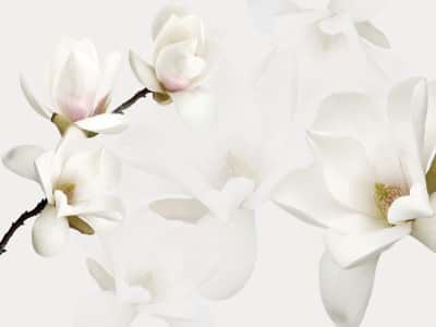 Fototapete Weiße Magnolien
