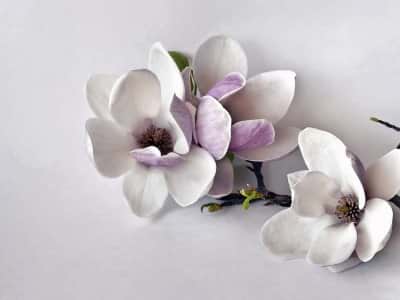 Fototapete Magnolie 3D