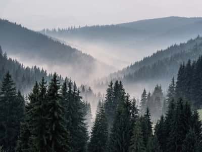 Fototapete Nebel in einem hügeligen Wald