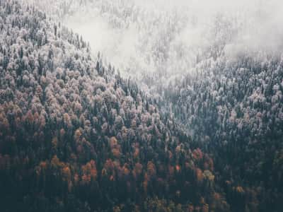Fototapete Wald im Nebel von oben