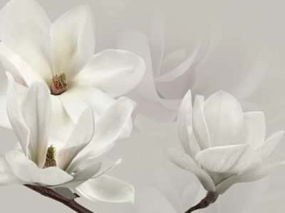 Fototapete Weiße Magnolienblüten