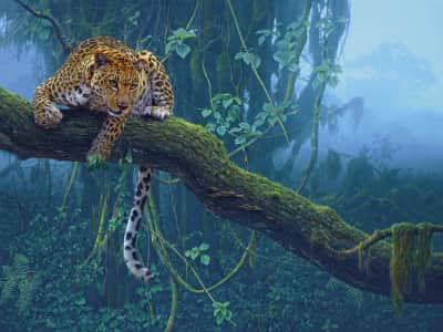 Fototapete Leopard