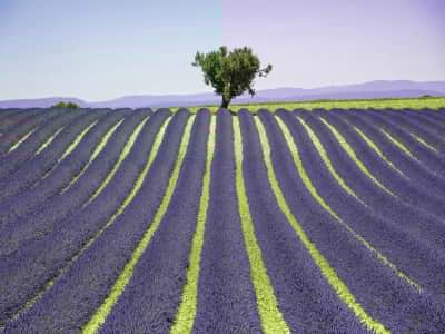 Fototapete Lavendel und Baum