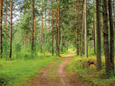 Fototapete Straße in einem Nadelwald