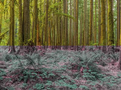 Fototapete Dichter grüner Wald