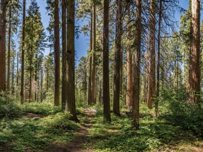 Fototapete Sonniger Tag in einem Kiefernwald