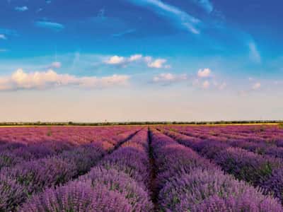 Fototapete Mit Lavendel übersätes Feld