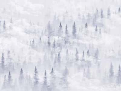 Fototapete Nebel in einem Kiefernwald