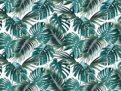 Fototapete Grüne Monstera-Blätter