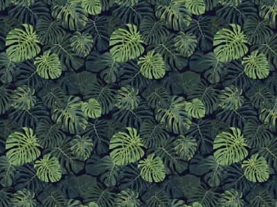 Fototapete Monstera-Blätter auf dunklem Hintergrund