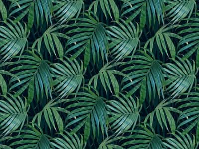 Fototapete Grüne Palmblätter