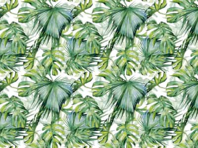 Fototapete Hellgrüne Monstera-Blätter