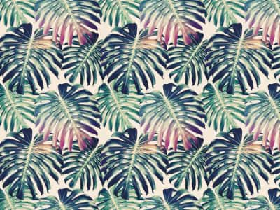 Fototapete Monstera-Blätter-Muster