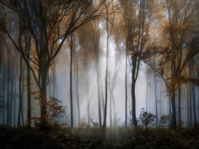 Fototapete Nebel im Herbstwald