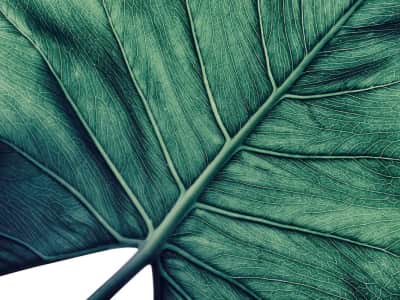 Fototapete Riesiges Palmblatt