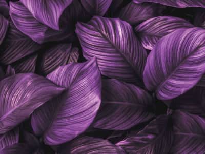 Fototapete Violettes Laub
