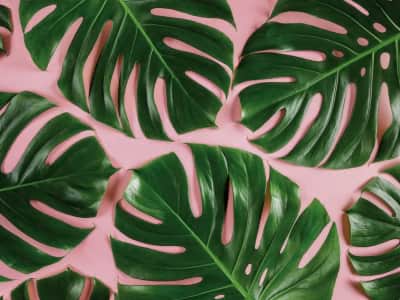 Fototapete Blätter auf rosa Hintergrund