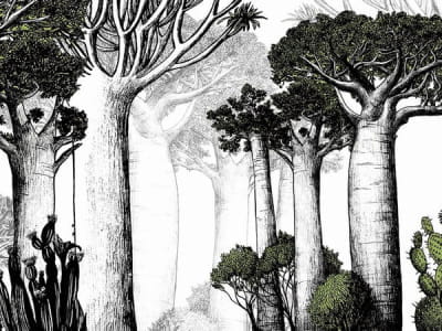 Fototapete Allee der Baobabs