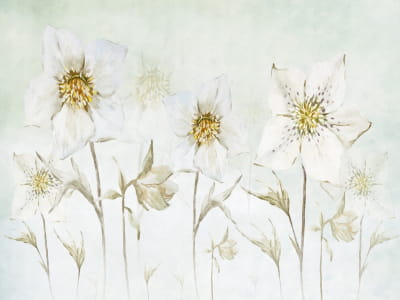 Fototapete Morgenblumen